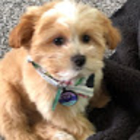 shihpoolove2020